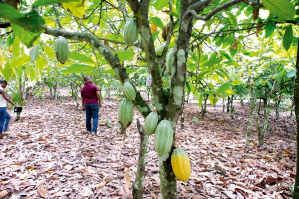 Filière Café-Cacao : les autorités togolaises vent debout contre les exportations frauduleuses