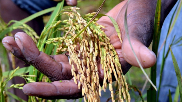 Maize and Rice sectors to first benefit from TIRSAL fund