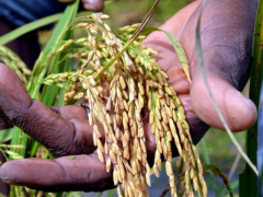 Maize and Rice sectors to first benefit from TIRSAL fund