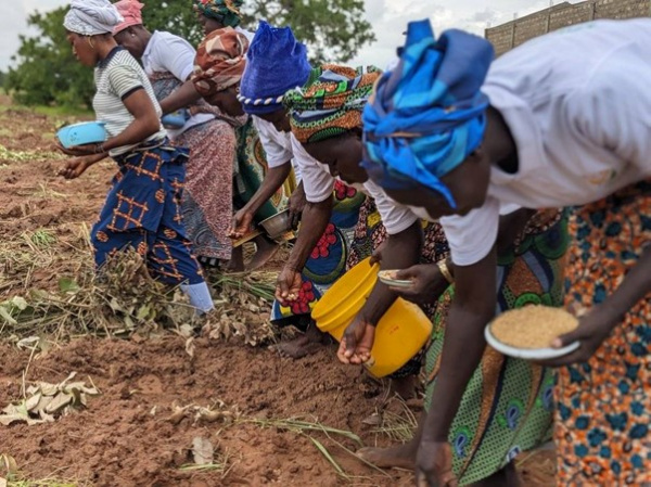 Togo :  la campagne de production du soja a démarré
