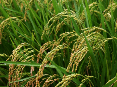 togo-lancement-du-projet-ricowas-pour-stimuler-la-riziculture