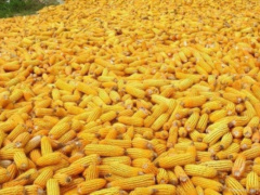 Togo produced more corn last year than in 2020