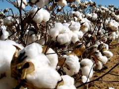 Togo: Tandjouaré cotton growers expect 5,000 tons during the 2018/19 campaign