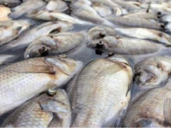 Togo: Fishing output surges 30% in 2020-2023