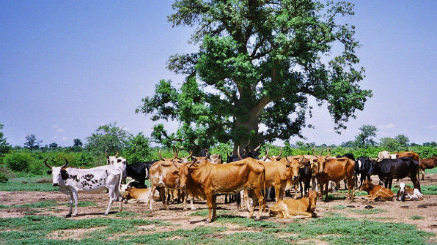 Togo : un demi-milliard pour développer des zones de production bovine