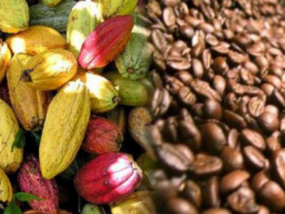 togo-extends-registration-deadline-for-coffee-and-cocoa-marketing-season