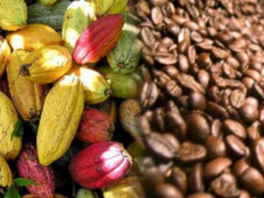 Togo Extends Registration Deadline for Coffee and Cocoa Marketing Season