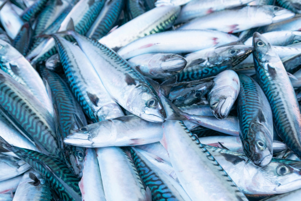 Fishery: Togo seeks CFA20 billion to develop the sector