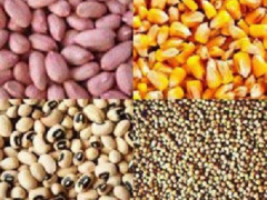 Togo: Certified seeds cost higher this season, compared to the previous season