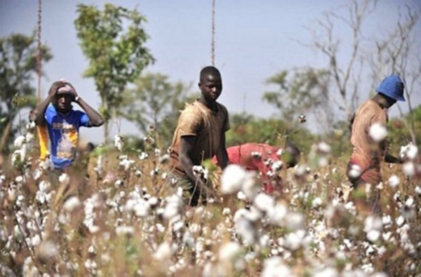 Au Togo, les cotonculteurs optent pour l&#039;agriculture régénérative