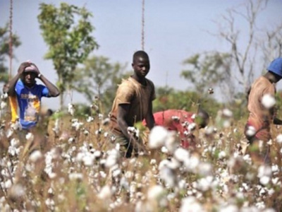 au-togo-les-cotonculteurs-optent-pour-l-agriculture-regenerative