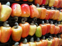 Togo Produced 16% Less Cashew in 2024, against 2023