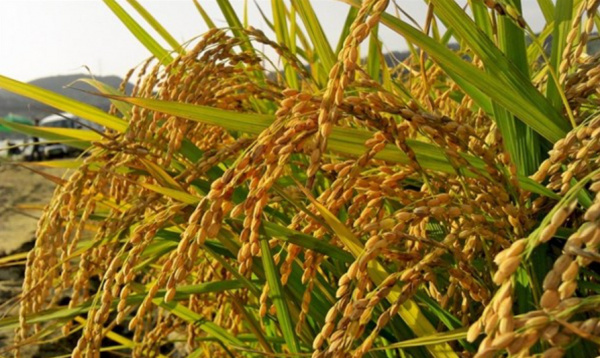 Togo: FAO launches new project to bolster the local rice sector