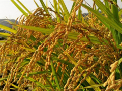 Togo: FAO launches new project to bolster the local rice sector