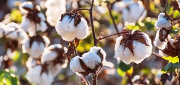 Togo: Cotton output soars 17% over the past two campaigns, fails to meet forecast