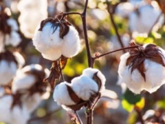 Togo: Cotton output soars 17% over the past two campaigns, fails to meet forecast