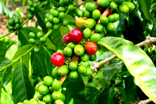 Inter-African Coffee Organization to create special fund could revive Togo’s coffee sector