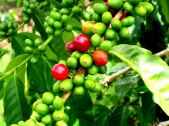 Inter-African Coffee Organization to create special fund could revive Togo’s coffee sector