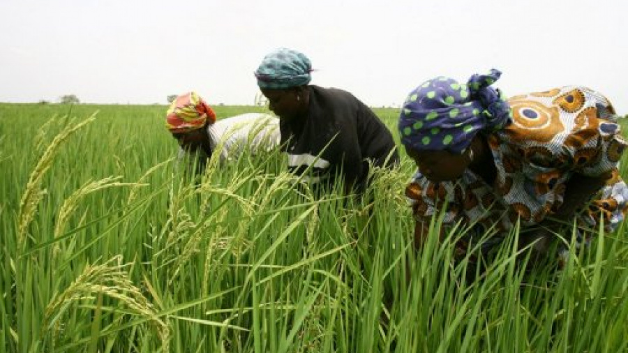 Togo : bonnes performances de la filière rizicole au Togo de 2008 à 2017