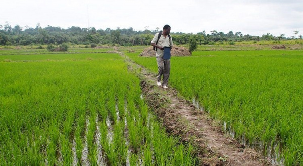 IFAD finances agricultural productivity project focused on rice and cassava in Togo