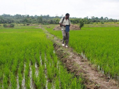 IFAD finances agricultural productivity project focused on rice and cassava in Togo