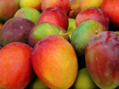 Togo: An agricultural cooperative sells 30 tons of mangoes to Ghanaian firm HPW, with MIFA&#039;s help