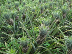 Togo: Pineapple exports stood at XOF1.5 billion in 2018