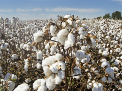 Where does Togo ship its cotton to?