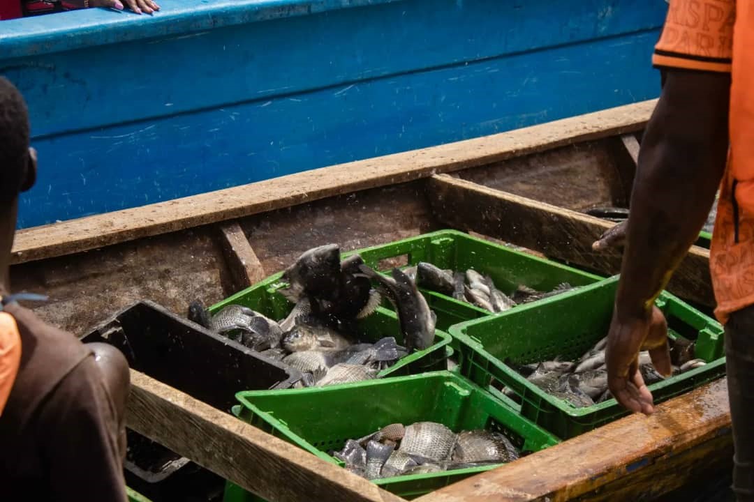 Près de 30 tonnes de tilapias pêchées sur le Lac Nangbeto