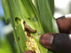 Togo readies to fight fall armyworms