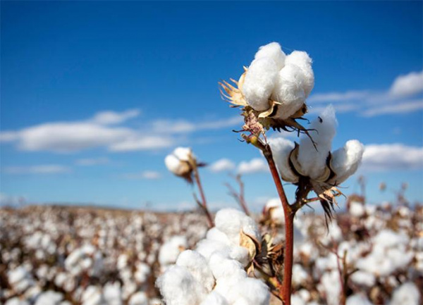 Coton : dans l&#039;Ogou, les producteurs veulent emblaver 6000 hectares pour la campagne 2023-2024