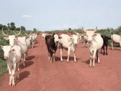 ECOWAS: ARAA to inject $3mln in innovative projects aimed at bolstering husbandry and livestock trading