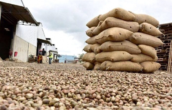 Togo: National federation of cashew producing cooperatives eyes 130,000 tons output by 2024