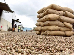 Togo: National federation of cashew producing cooperatives eyes 130,000 tons output by 2024