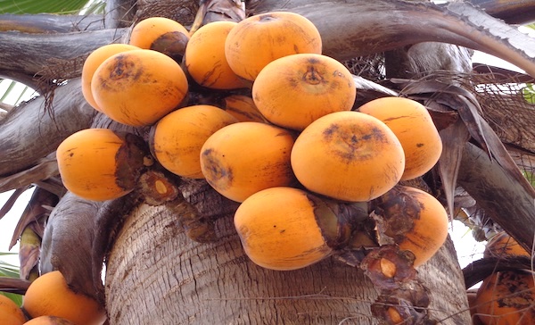 A la rencontre de Tchakondo Abdoul Kabirou, promoteur du jus de fruits « Juro »