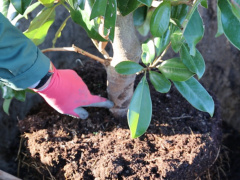 Togo: More than 5 million trees planted in 2022, under the reforestation strategy