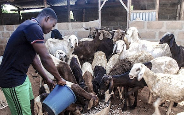 Projet PASA : le Togo a investi plus de 1,2 milliard FCFA pour doper le secteur de l’élevage