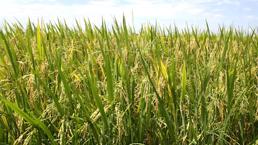 Le Mécanisme Incitatif de Financement Agricole (Mifa) passe à la vitesse supérieure  