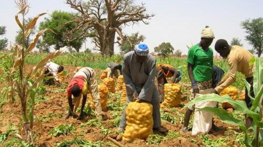 Togo : Une croissance plus importante que prévue, portée par la hausse de la production agricole (BCEAO)