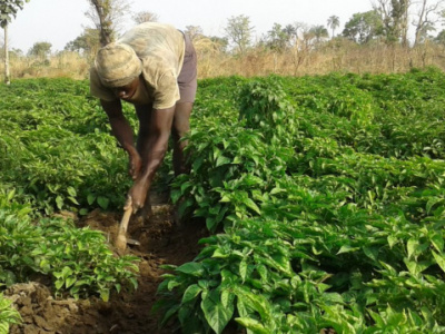 ifad-backs-togolese-agriculture-with-2-4m-funding