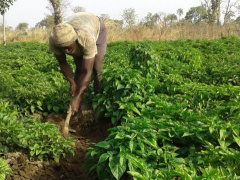 IFAD Backs Togolese Agriculture with $2.4M Funding