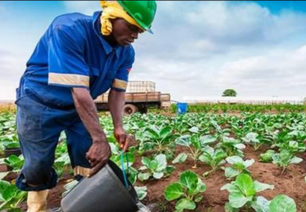 Horticulture: Togolese Ministry of Agriculture Trains Sector’s Players on Climate-Smart Agriculture