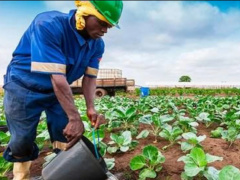 Horticulture: Togolese Ministry of Agriculture Trains Sector’s Players on Climate-Smart Agriculture