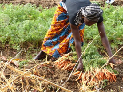 togo-government-starts-reviewing-2024-agricultural-campaign