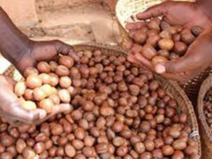 Togo to benefit from a $3.6mln regional program launched by the Global Shea Alliance, GSA