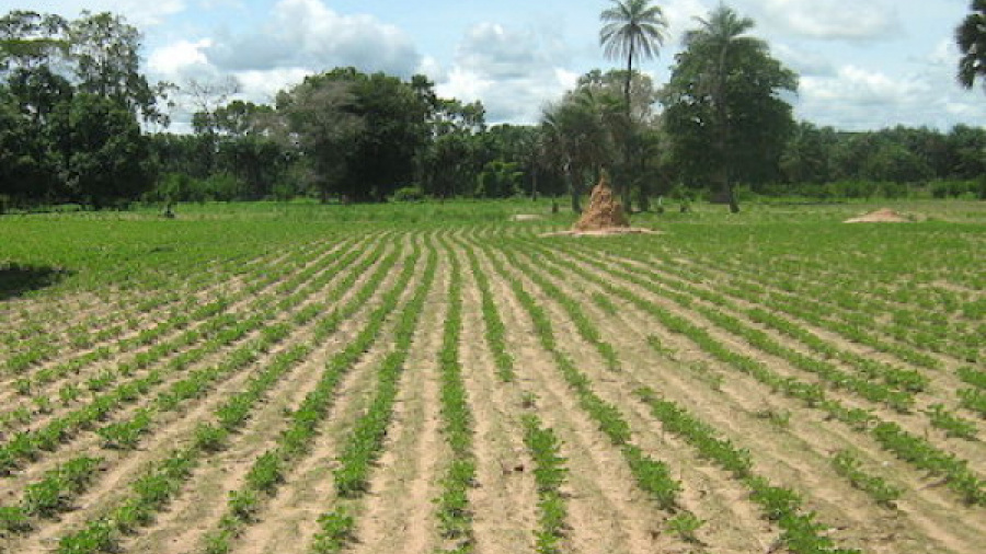 Au Togo, les chambres régionales d’agriculture connaissent une mutation