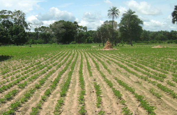 Togo: Regional chambers of agriculture amended