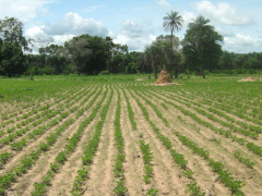 Togo: Regional chambers of agriculture amended