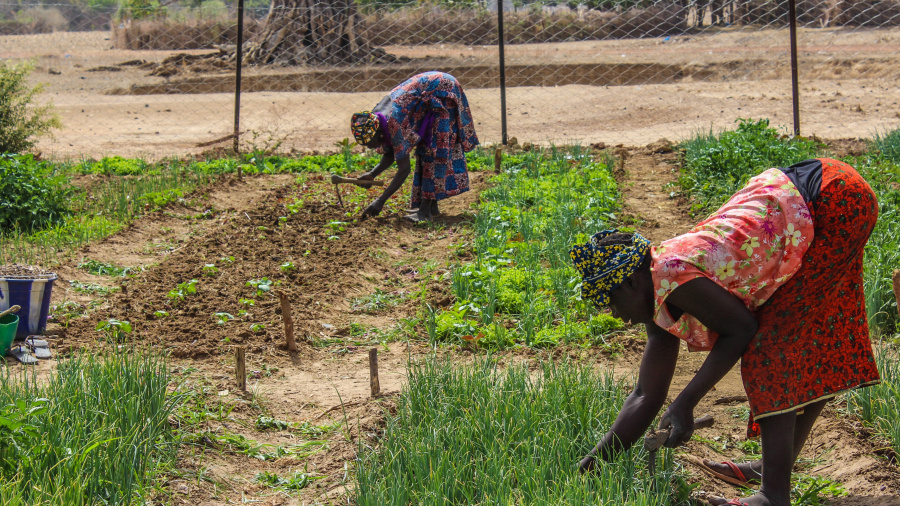 Changements climatiques: les résultats attendus du projet R4C- Togo