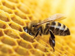 Backed by the World Bank, Togo will spend CFA500 million to develop its beekeeping industry in 2019